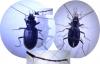 Nebria salina